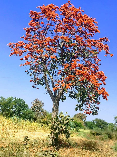 फोटो
