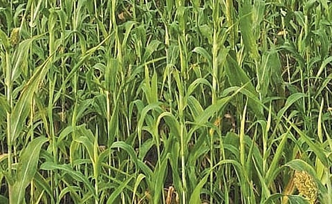 Jawar Crop Ahmadpur 