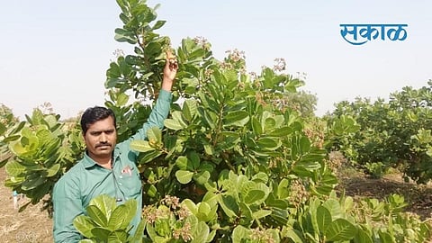 Kaju_Barshi