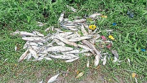 dead fish in bhogawati river kolhapur