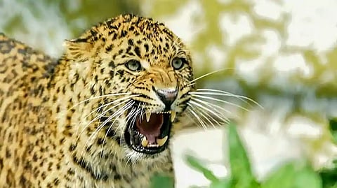 Leopard Attack