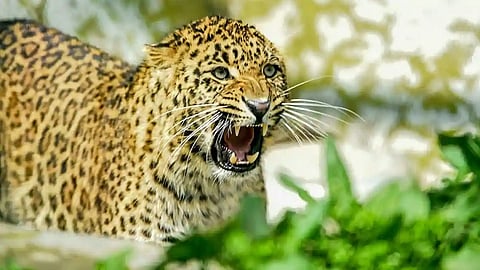 Leopard Attack On Farmer In Aurangabad District