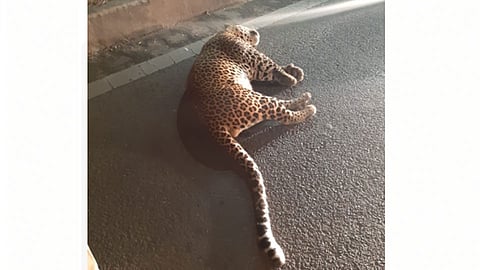 Leopard