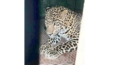 Leopard