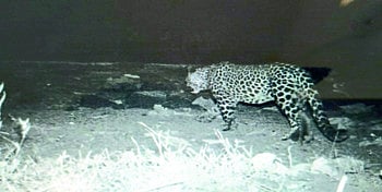 Leopards.jpg
