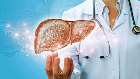 Liver