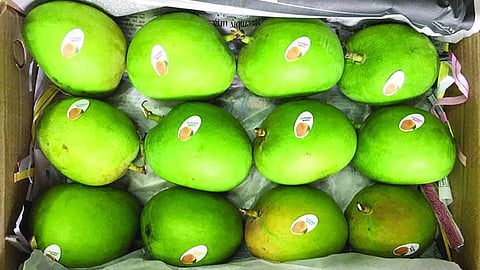 Karnataka Hapus Entered in Market Yard Pune