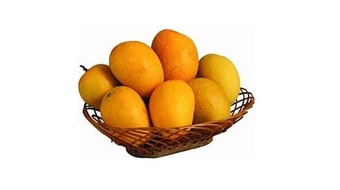 Farmers Can Transport Hapus To Mumbai Ratnagiri Marathi News 