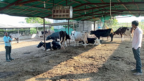 उफाडे बंधूंनी गाईंसाठी मुक्त संचार पद्धतीने तयार केलेला गोठा.