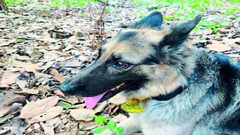 athe sniffer dog jenny has special treatment like a government officer 