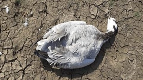 Bar Headed Goose Birds found dead in Gadchiroli 