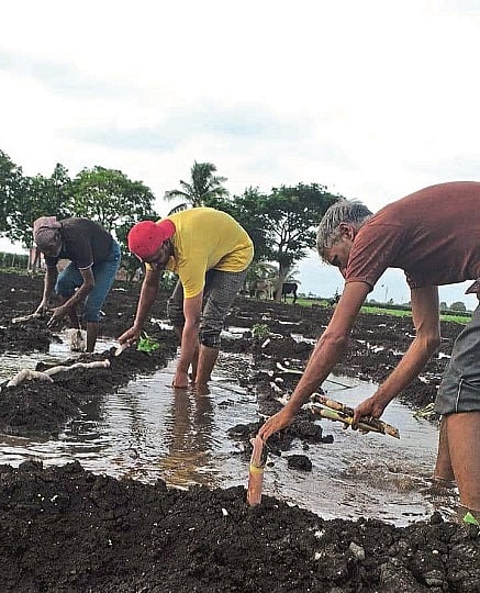 sugarcane 