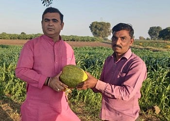 papaya transport