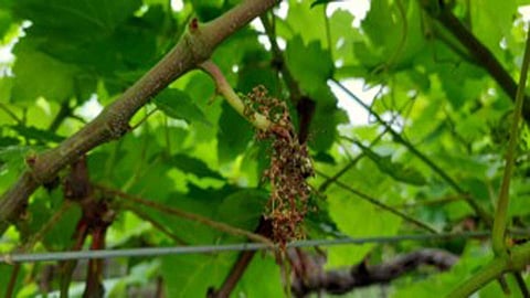  Outbreak of disease on arli grapes due to rain nashik marathi news