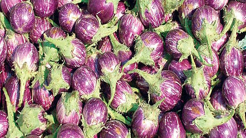 farmar