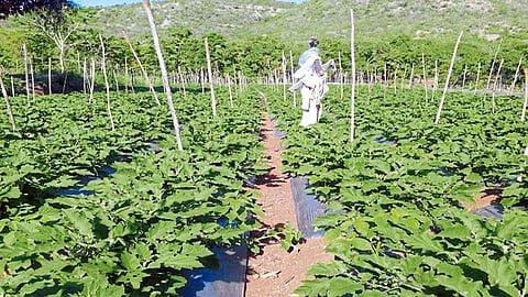 Satara