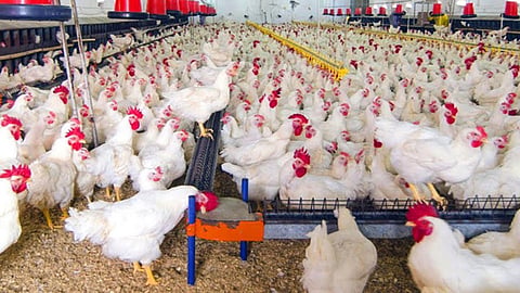 Poultry