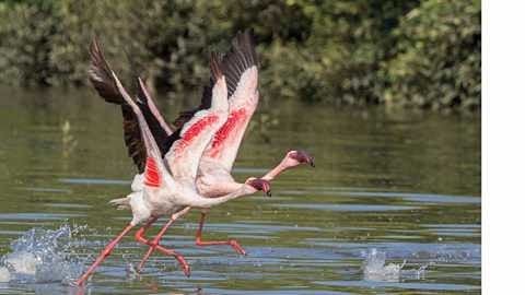Resolution to set up an independent biodiversity institution for northern Maharashtra