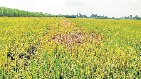 बोगस बियाणांमुळे पाटणात भात शेतीचे मोठे नुकसान; कंपन्यांवर कारवाईची मागणी