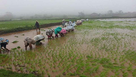 पुणे: पुरेशा पावसामुळे जुन्नरमध्ये भात लावणीची कामे सुरू 