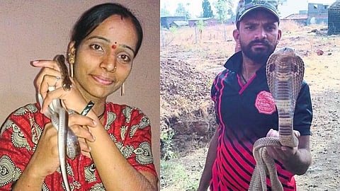 Nikam couple saved the life of five thousands of snakes sangli marathi news