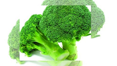 broccoli 