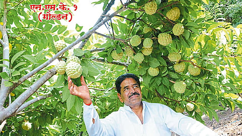 सीताफळ पेटंटच्या लढ्याला यश 