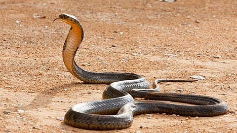 Snakes in Sangli flood