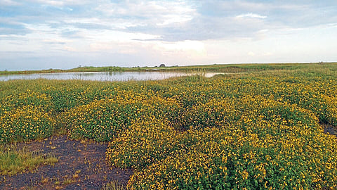 Satara