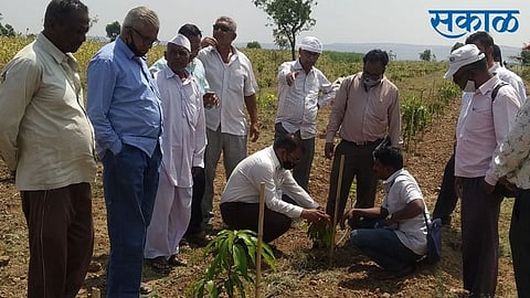 Fake mango seedlings to farmers from nursery in Arjunwadi