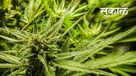 ganja tree