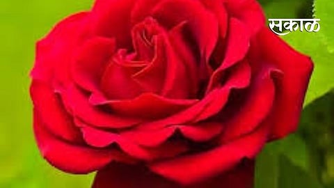 shirol rose red signal abroad valentine day marathi news kolhapur