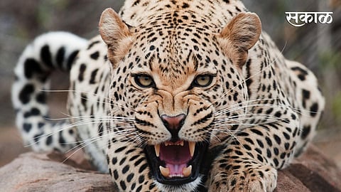 Leopard attack on Boy in Yavatmal disrict 