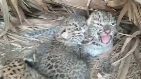 Video : ऊसाच्या शेतात बिबट्याचे चार बछडे 