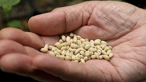 Seed