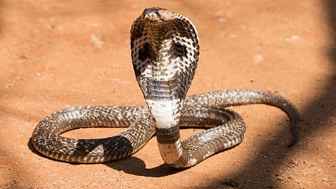 Snake