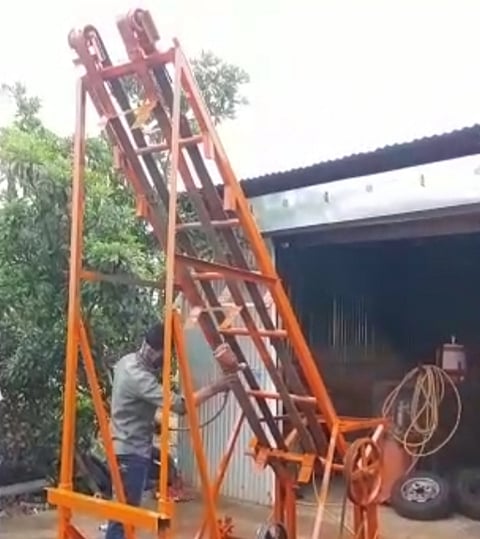 Sugar cane