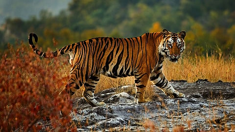 Viral Video Tiger Leaves The Way To Python