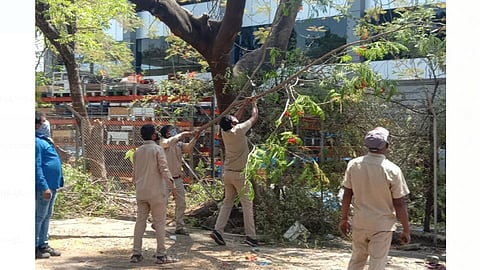 Tree-Cutting