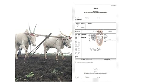 The office will make it available to the farmers saat bara online