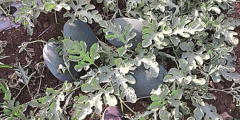 माडज (ता. उमरगा) : संताजी गायकवाड यांच्या शेतातील कलिंगड. 