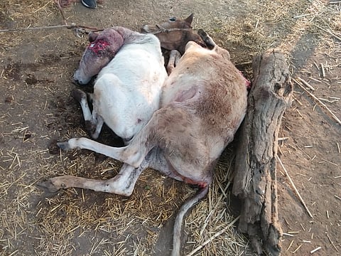 leopards attack cow