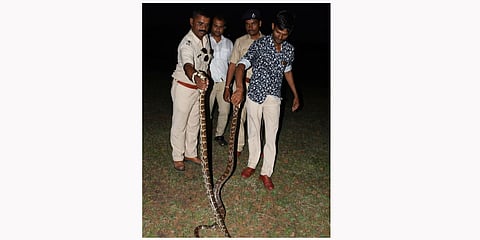 Snake