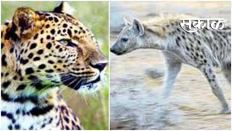 Wild Animals