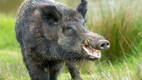 Wild Pigs Attack In Beed District