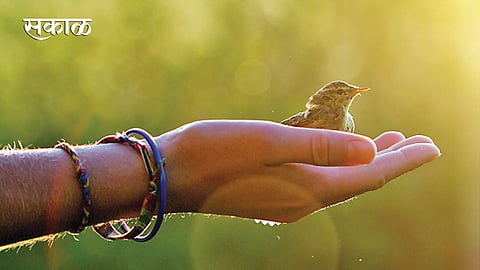 Wildlife-conservation