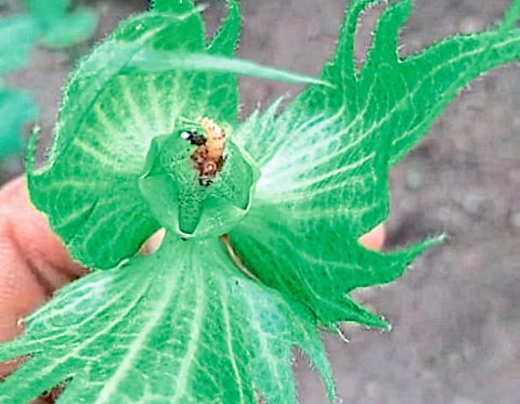 मांगलादेवी (जि. यवतमाळ) : कपाशीच्या बोंडात असलेली अळी. 