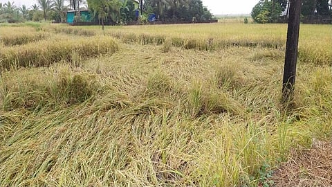 अवकाळी.