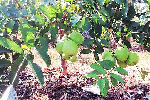 Rebirth of a farmer's orchard in Shirdi
