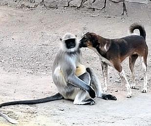 A unique friendship between monkey and dog